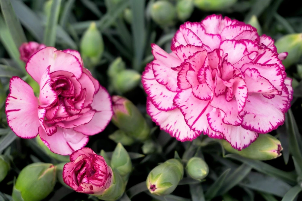 Picotee Mix Carnation Seeds - 50 Count - Double Bicolor Striped Flowers - Dianthus Caryophyllus - Image 11