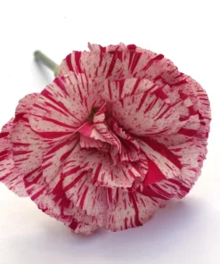 Picotee Mix Carnation Seeds - 50 Count - Double Bicolor Striped Flowers - Dianthus Caryophyllus - Image 12