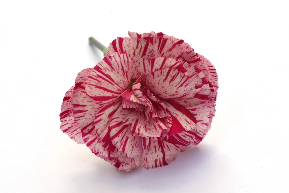 Picotee Mix Carnation Seeds - 50 Count - Double Bicolor Striped Flowers - Dianthus Caryophyllus - Image 12