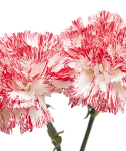 Picotee Mix Carnation Seeds - 50 Count - Double Bicolor Striped Flowers - Dianthus Caryophyllus - Image 13