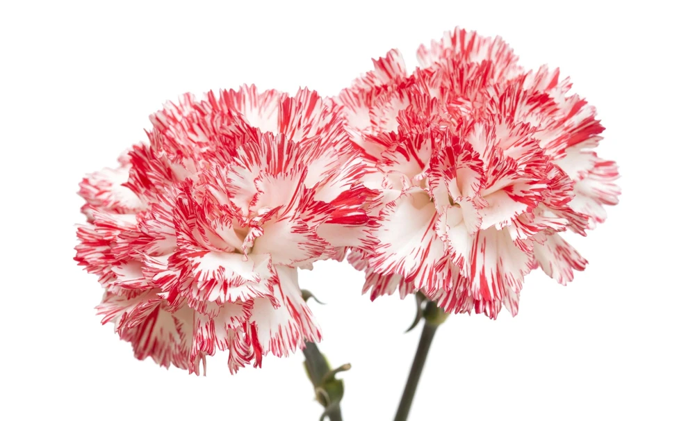 Picotee Mix Carnation Seeds - 50 Count - Double Bicolor Striped Flowers - Dianthus Caryophyllus - Image 13