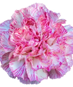 Picotee Mix Carnation Seeds - 50 Count - Double Bicolor Striped Flowers - Dianthus Caryophyllus - Image 14