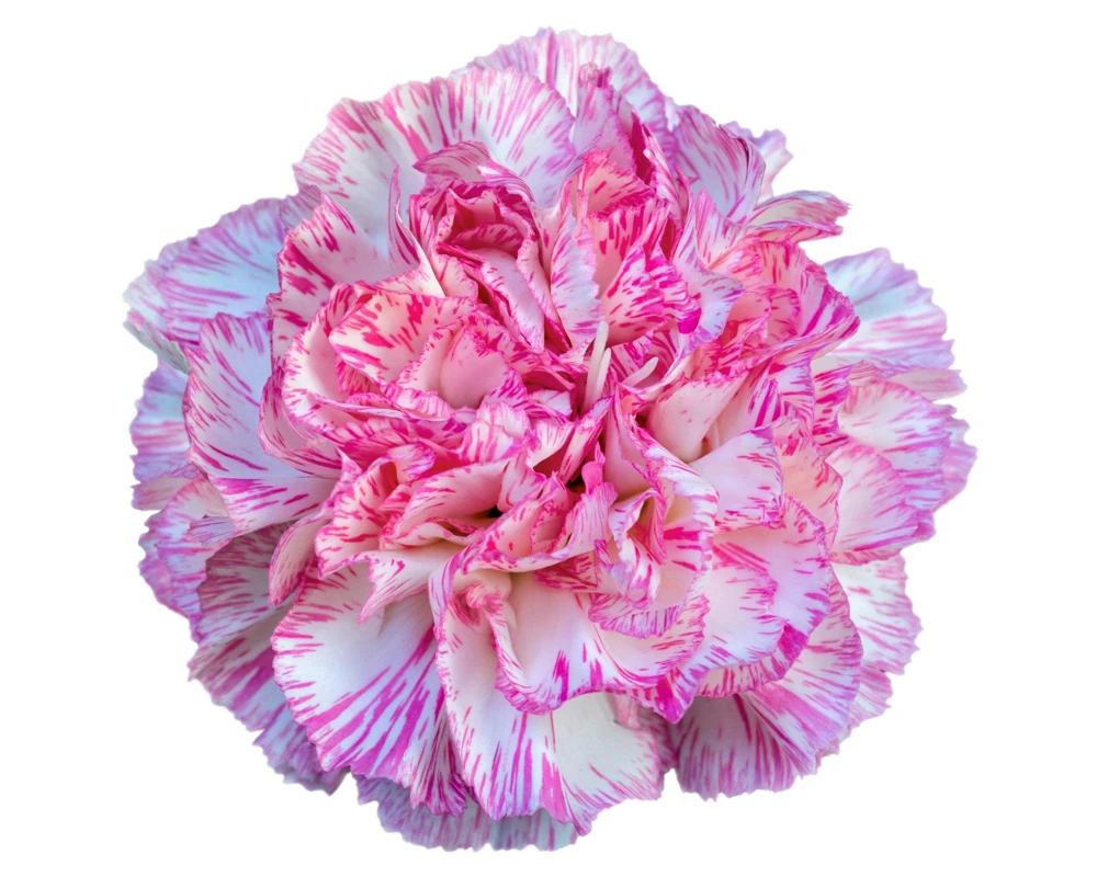 Picotee Mix Carnation Seeds - 50 Count - Double Bicolor Striped Flowers - Dianthus Caryophyllus - Image 14