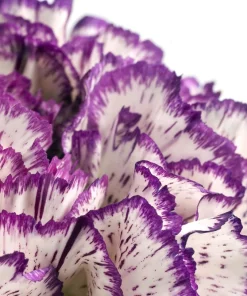Picotee Mix Carnation Seeds - 50 Count - Double Bicolor Striped Flowers - Dianthus Caryophyllus - Image 15