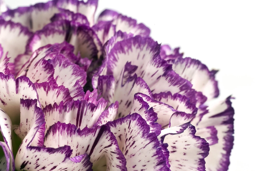 Picotee Mix Carnation Seeds - 50 Count - Double Bicolor Striped Flowers - Dianthus Caryophyllus - Image 15