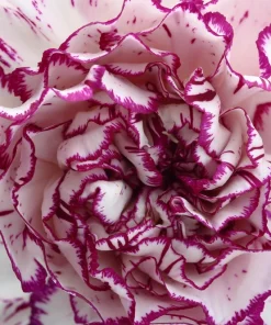 Picotee Mix Carnation Seeds - 50 Count - Double Bicolor Striped Flowers - Dianthus Caryophyllus - Image 2