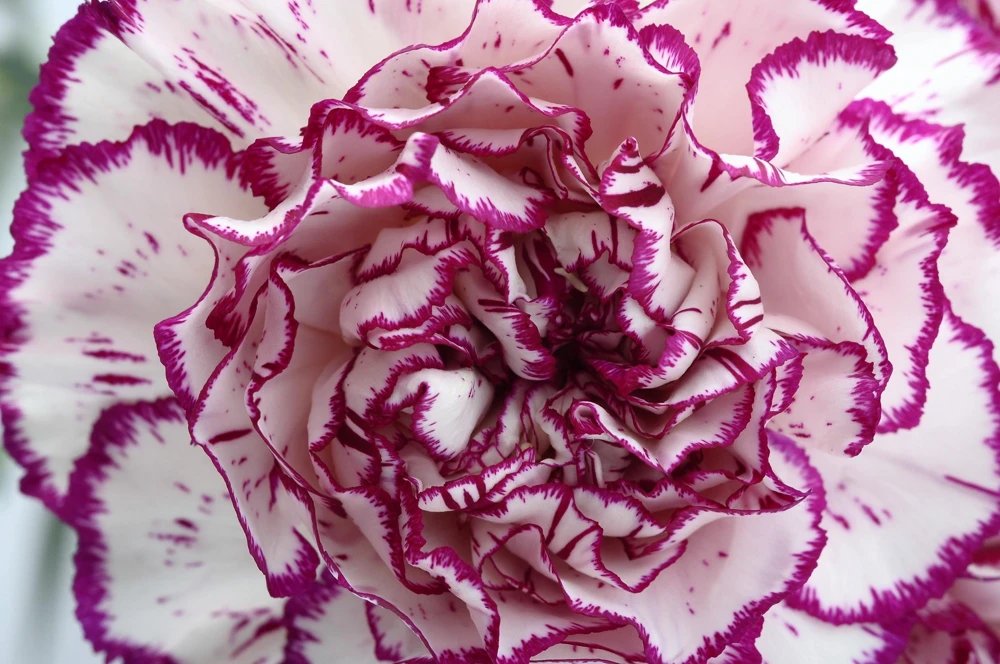 Picotee Mix Carnation Seeds - 50 Count - Double Bicolor Striped Flowers - Dianthus Caryophyllus - Image 2