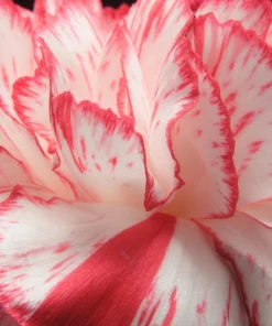 Picotee Mix Carnation Seeds - 50 Count - Double Bicolor Striped Flowers - Dianthus Caryophyllus - Image 3