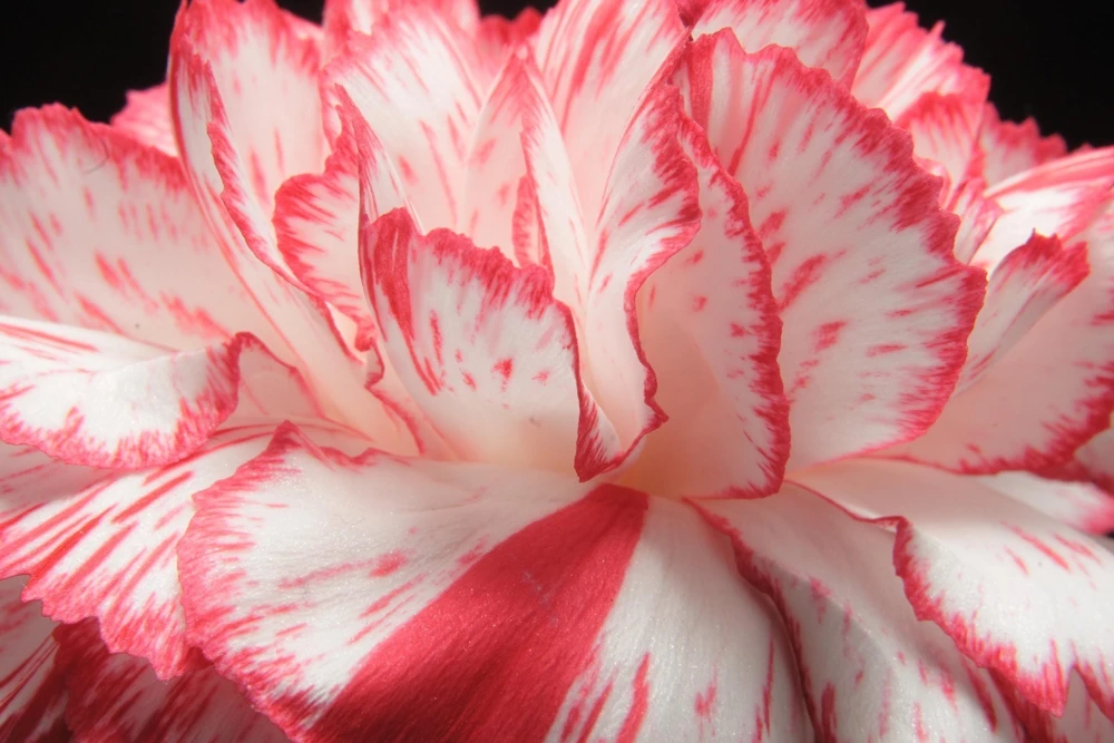 Picotee Mix Carnation Seeds - 50 Count - Double Bicolor Striped Flowers - Dianthus Caryophyllus - Image 3