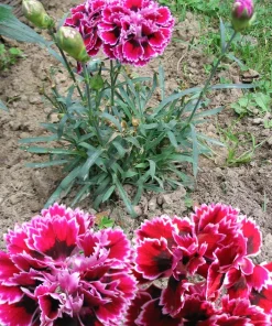 Picotee Mix Carnation Seeds - 50 Count - Double Bicolor Striped Flowers - Dianthus Caryophyllus - Image 4