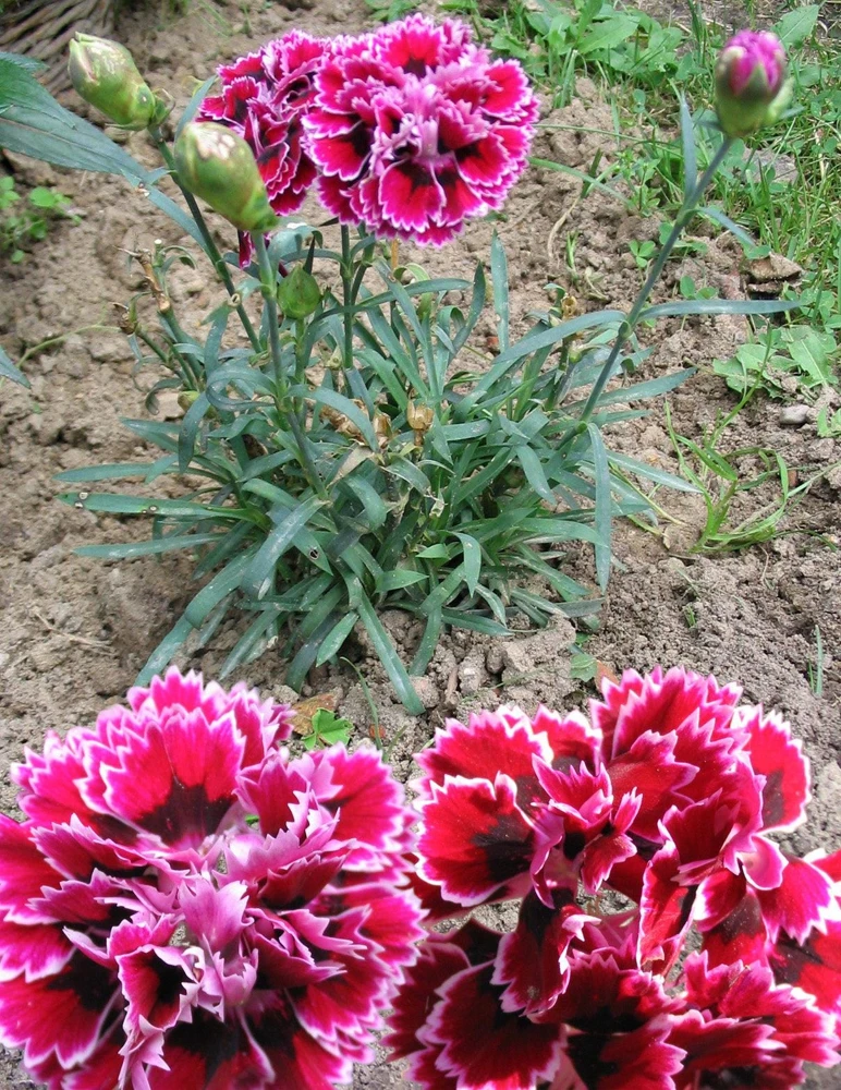 Picotee Mix Carnation Seeds - 50 Count - Double Bicolor Striped Flowers - Dianthus Caryophyllus - Image 4