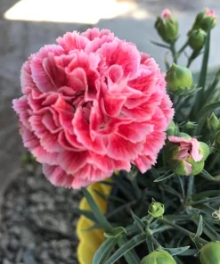 Picotee Mix Carnation Seeds - 50 Count - Double Bicolor Striped Flowers - Dianthus Caryophyllus - Image 5