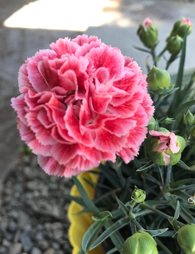 Picotee Mix Carnation Seeds - 50 Count - Double Bicolor Striped Flowers - Dianthus Caryophyllus - Image 5