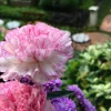 Picotee Mix Carnation Seeds - 50 Count - Double Bicolor Striped Flowers - Dianthus Caryophyllus - Image 1