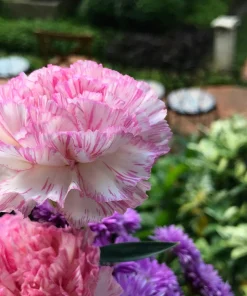 Picotee Mix Carnation Seeds - 50 Count - Double Bicolor Striped Flowers - Dianthus Caryophyllus - Image 1