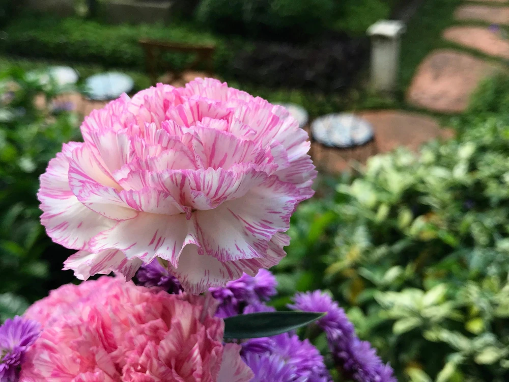 Picotee Mix Carnation Seeds - 50 Count - Double Bicolor Striped Flowers - Dianthus Caryophyllus - Image 1