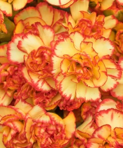 Picotee Mix Carnation Seeds - 50 Count - Double Bicolor Striped Flowers - Dianthus Caryophyllus - Image 6