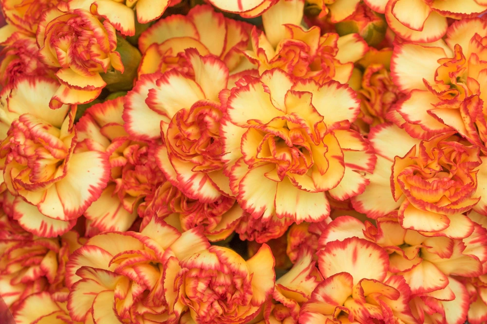 Picotee Mix Carnation Seeds - 50 Count - Double Bicolor Striped Flowers - Dianthus Caryophyllus - Image 6