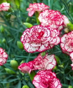 Picotee Mix Carnation Seeds - 50 Count - Double Bicolor Striped Flowers - Dianthus Caryophyllus - Image 7