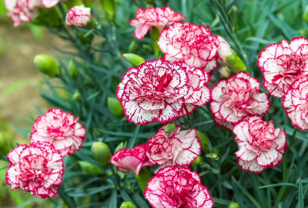 Picotee Mix Carnation Seeds - 50 Count - Double Bicolor Striped Flowers - Dianthus Caryophyllus - Image 7