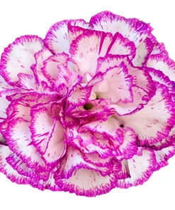 Picotee Mix Carnation Seeds - 50 Count - Double Bicolor Striped Flowers - Dianthus Caryophyllus - Image 8