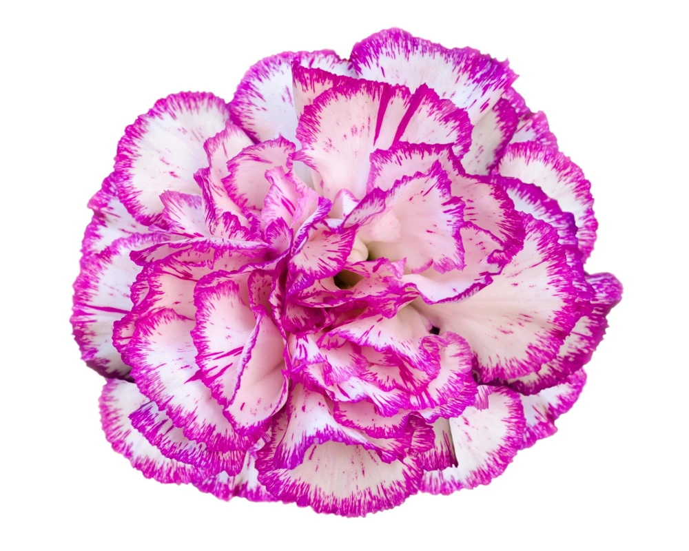 Picotee Mix Carnation Seeds - 50 Count - Double Bicolor Striped Flowers - Dianthus Caryophyllus - Image 8