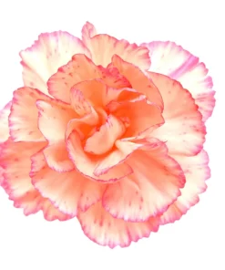Picotee Mix Carnation Seeds - 50 Count - Double Bicolor Striped Flowers - Dianthus Caryophyllus - Image 9