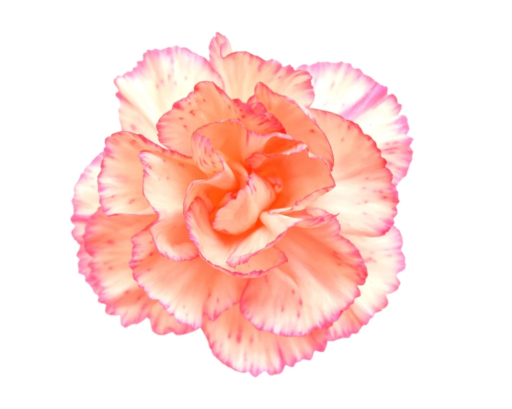Picotee Mix Carnation Seeds - 50 Count - Double Bicolor Striped Flowers - Dianthus Caryophyllus - Image 9