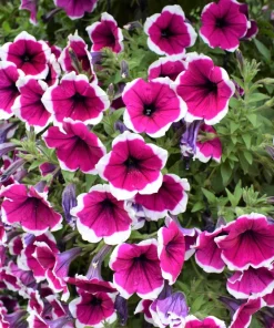 Picotee Mix Petunia Seeds – Multiflora Mixed Colors – Bicolor Flowers (50 Seeds) - Image 10