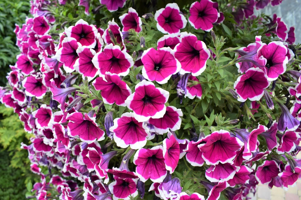 Picotee Mix Petunia Seeds – Multiflora Mixed Colors – Bicolor Flowers (50 Seeds) - Image 10