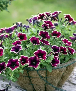 Picotee Mix Petunia Seeds – Multiflora Mixed Colors – Bicolor Flowers (50 Seeds) - Image 11