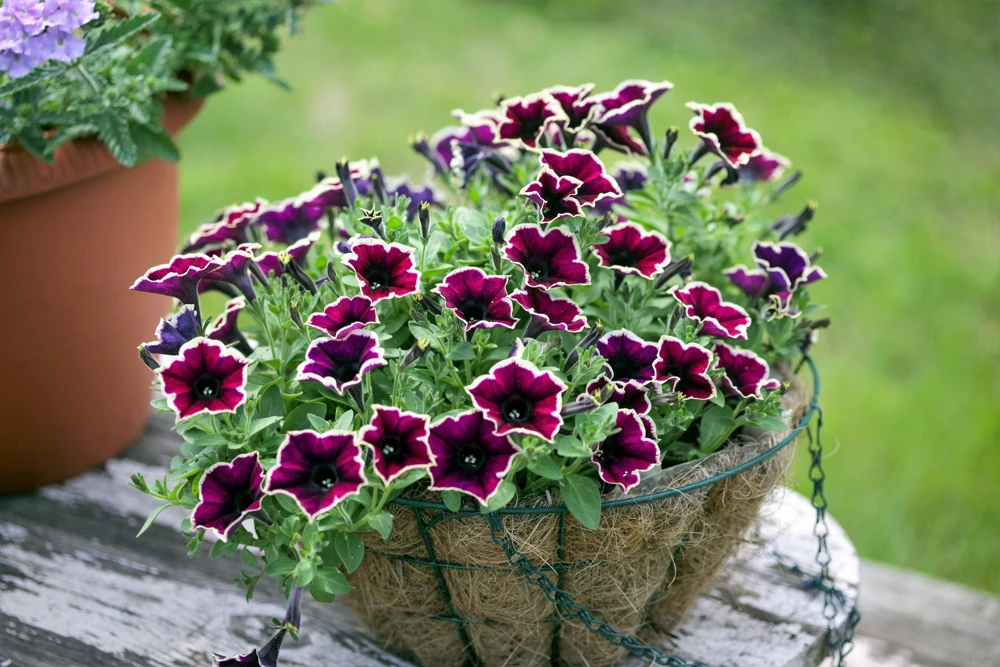 Picotee Mix Petunia Seeds – Multiflora Mixed Colors – Bicolor Flowers (50 Seeds) - Image 11