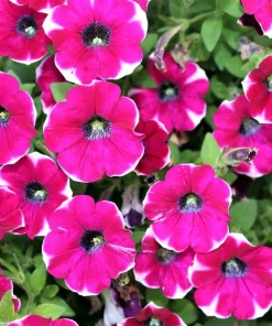 Picotee Mix Petunia Seeds – Multiflora Mixed Colors – Bicolor Flowers (50 Seeds) - Image 12
