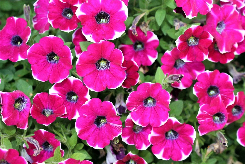 Picotee Mix Petunia Seeds – Multiflora Mixed Colors – Bicolor Flowers (50 Seeds) - Image 12