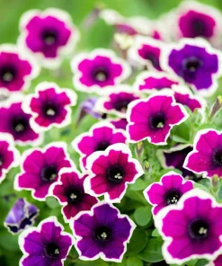 Picotee Mix Petunia Seeds – Multiflora Mixed Colors – Bicolor Flowers (50 Seeds) - Image 13
