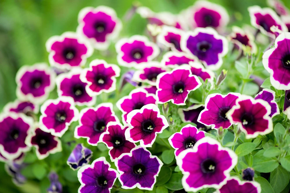 Picotee Mix Petunia Seeds – Multiflora Mixed Colors – Bicolor Flowers (50 Seeds) - Image 13