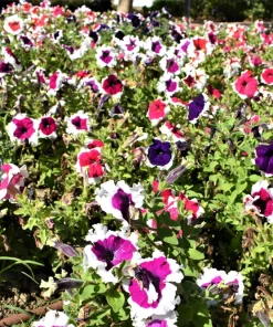 Picotee Mix Petunia Seeds – Multiflora Mixed Colors – Bicolor Flowers (50 Seeds) - Image 2