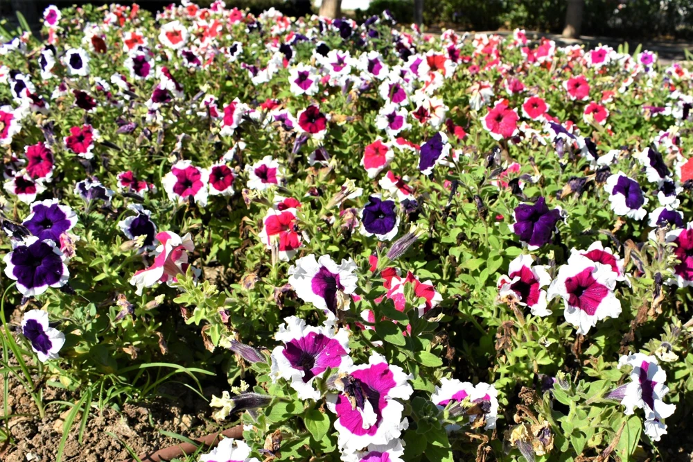 Picotee Mix Petunia Seeds – Multiflora Mixed Colors – Bicolor Flowers (50 Seeds) - Image 2