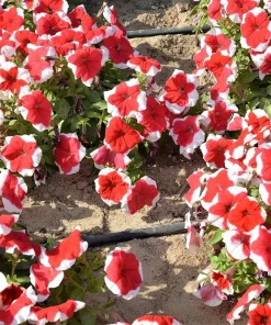 Picotee Mix Petunia Seeds – Multiflora Mixed Colors – Bicolor Flowers (50 Seeds) - Image 3