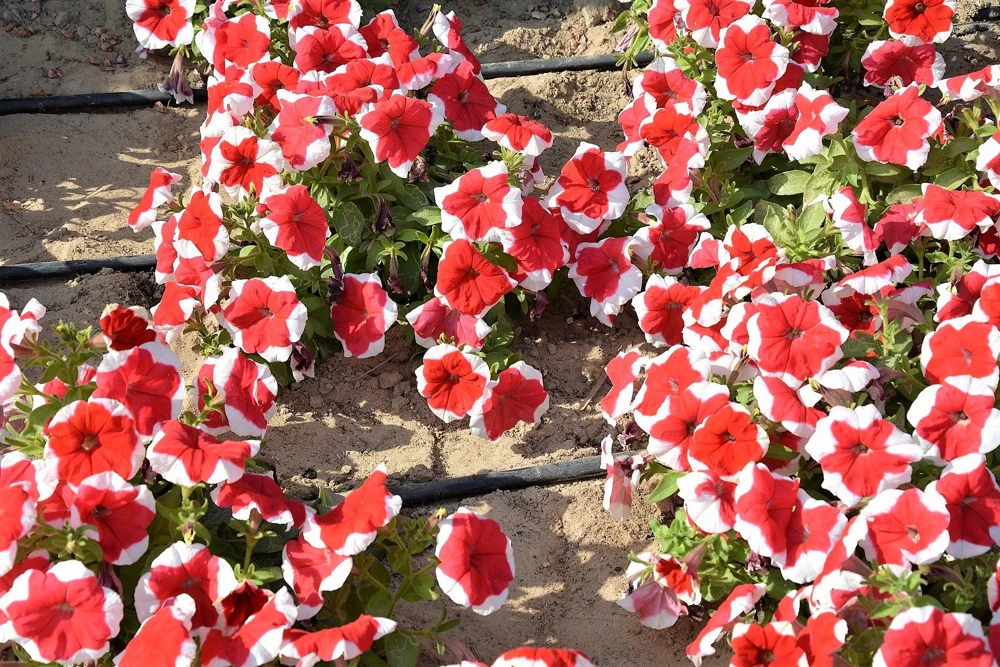 Picotee Mix Petunia Seeds – Multiflora Mixed Colors – Bicolor Flowers (50 Seeds) - Image 3