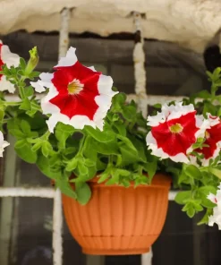 Picotee Mix Petunia Seeds – Multiflora Mixed Colors – Bicolor Flowers (50 Seeds) - Image 4
