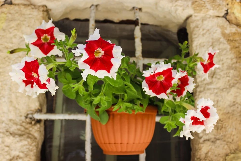 Picotee Mix Petunia Seeds – Multiflora Mixed Colors – Bicolor Flowers (50 Seeds) - Image 4