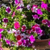 Picotee Mix Petunia Seeds – Multiflora Mixed Colors – Bicolor Flowers (50 Seeds) - Image 1