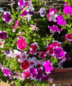 Picotee Mix Petunia Seeds – Multiflora Mixed Colors – Bicolor Flowers (50 Seeds) - Image 1