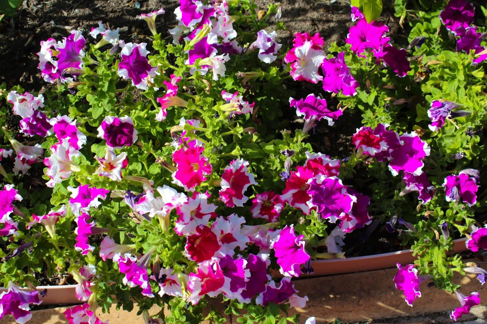 Picotee Mix Petunia Seeds – Multiflora Mixed Colors – Bicolor Flowers (50 Seeds) - Image 1