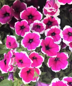 Picotee Mix Petunia Seeds – Multiflora Mixed Colors – Bicolor Flowers (50 Seeds) - Image 5