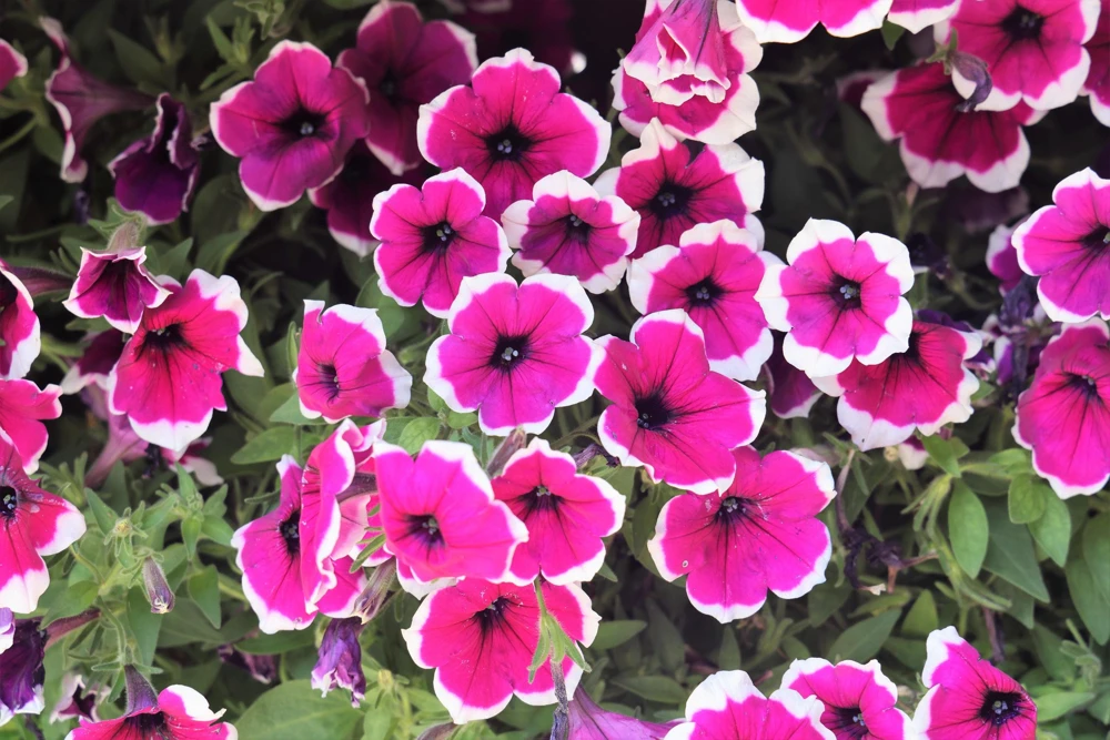 Picotee Mix Petunia Seeds – Multiflora Mixed Colors – Bicolor Flowers (50 Seeds) - Image 5