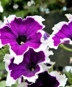 Picotee Mix Petunia Seeds – Multiflora Mixed Colors – Bicolor Flowers (50 Seeds) - Image 6