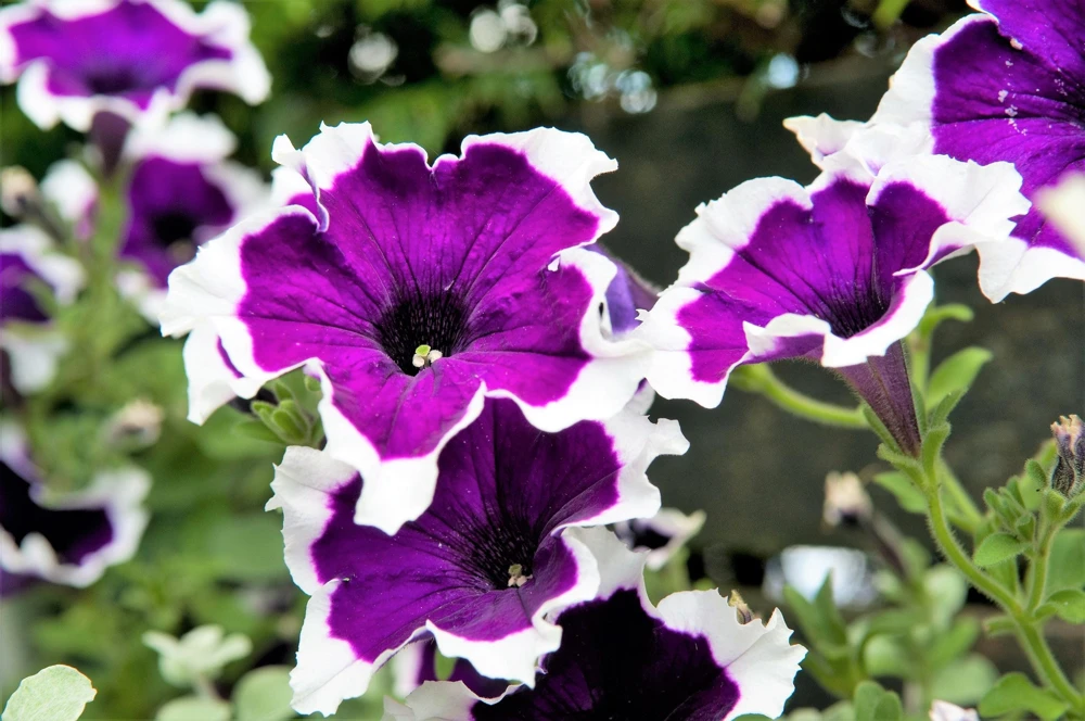 Picotee Mix Petunia Seeds – Multiflora Mixed Colors – Bicolor Flowers (50 Seeds) - Image 6