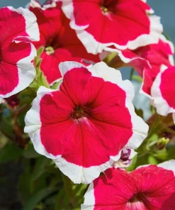 Picotee Mix Petunia Seeds – Multiflora Mixed Colors – Bicolor Flowers (50 Seeds) - Image 7
